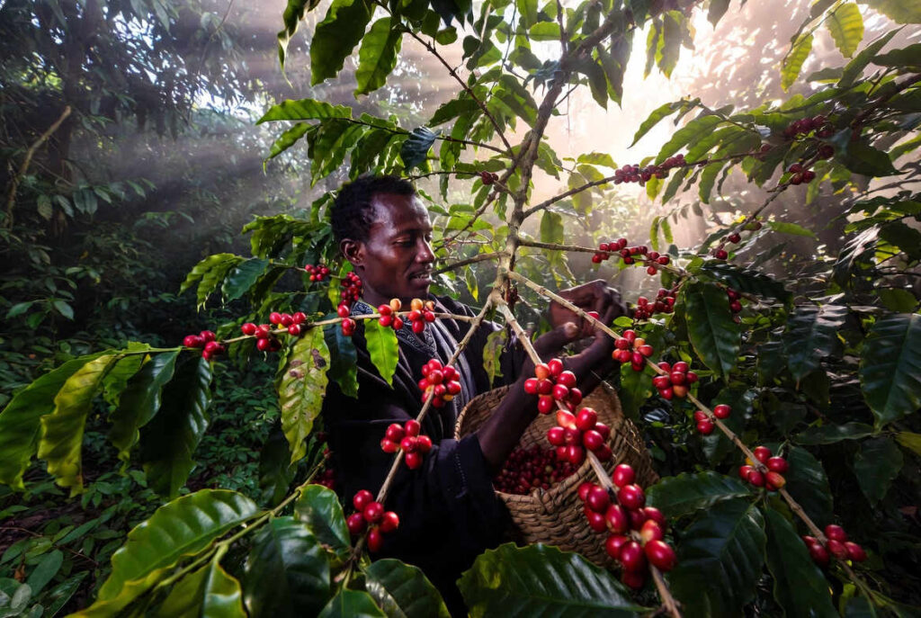 gesha farmer coffee